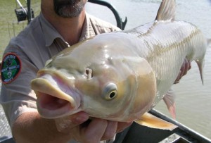 White Amur Fishing – A Challenging Affair! | Fishing Sites Fishing Sites