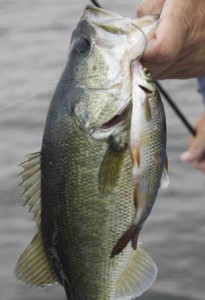 Big Bass Fishing Tips