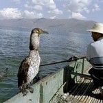 animals helping humans for fishing