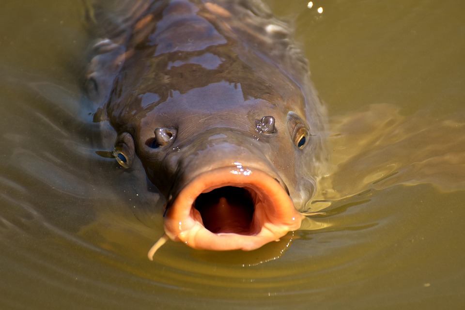 Carp can reach around 30 inches in length and 10-15 lbs. of weight
